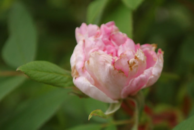 Therese_Bugnet_0010__65323.jpg
