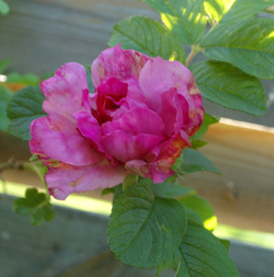 Roseraie_de_lHay_0010__65482.jpg