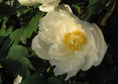 Paeonia_weiss.jpg