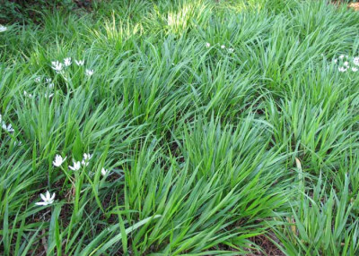 hakone_21mai_2010.jpg