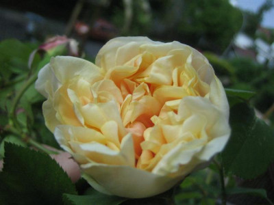 21mai2010_001_Small.jpg