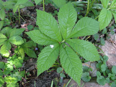 Rodgersia_aesculifolia_800x600.jpg