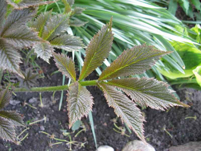 Rodgersia_henricii_Die_Anmutige_800x600.jpg