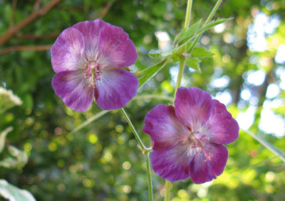 Geranium_phaeum_Slg_rot_1024x768.jpg