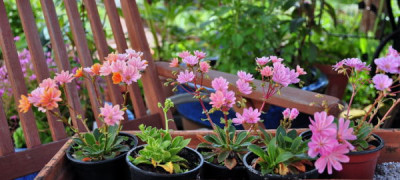 Lewisia_Saat_2008.JPG