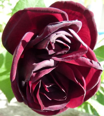 Sen_05_10_04_k.jpg