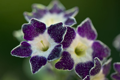 Star-Flower-Mai2210.jpg