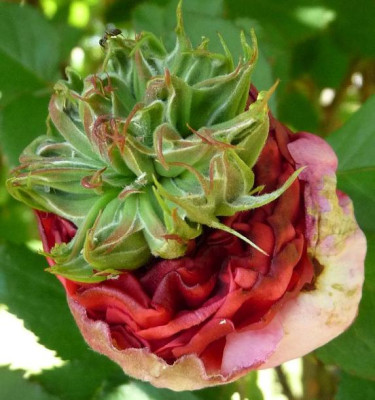 Paeonienrose.JPG