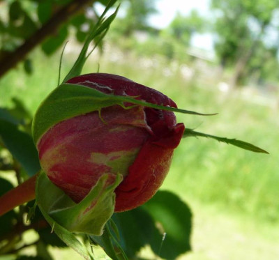PaeonienroseKnospe.JPG