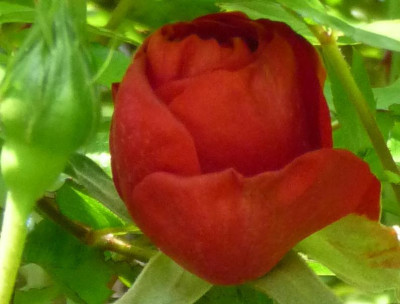 Amadeus_2010.JPG