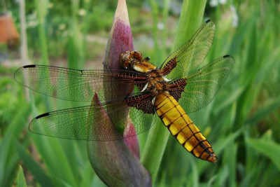 libelle_20100522_zg.jpg