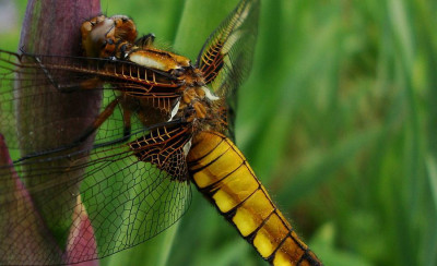 libelle_20100522_zg_detail.jpg
