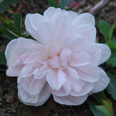 Stanwell_Perpetual_0010__65590.jpg