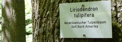 Tulpenbaumschild.JPG