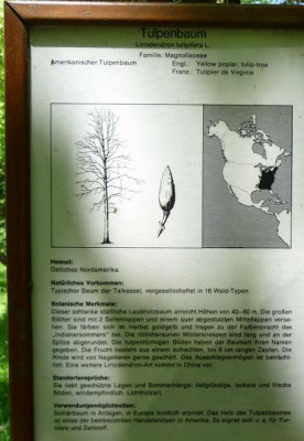 TulpenbaumTafel.JPG