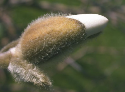Magnolia_stellata_3002.jpg
