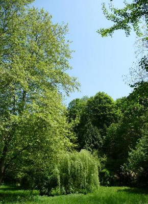 suesseTrauerweide.JPG