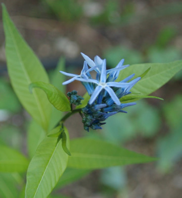 Amsonia_tabernaemontana_salicifolia_0010__65601.jpg