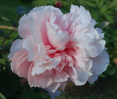 Comtesse_de_Tuder_0011__65566.jpg