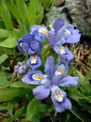 IRIS_LACUSTRIS.JPG
