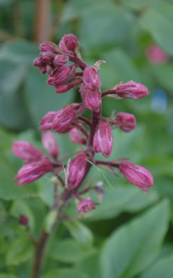 Dictamnus_albus_0010__65592.jpg