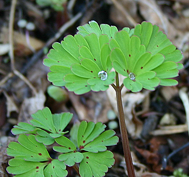 Cordyalis_Blatt_1_3.jpg