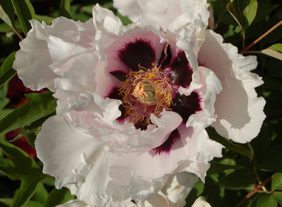 Hong_Lian_0011__65536.jpg