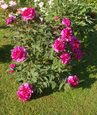 Souvenir_de_Ducher_0010__65517.jpg