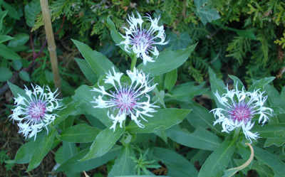 Centaurea_montana_alba_0010__65397.jpg