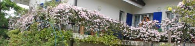 Clematis_montana_Rubens_0010__65353.jpg