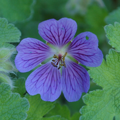 Geranium_renardii_Terre_Franche_0010__65419.jpg