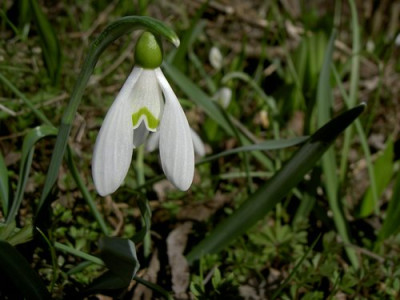 Schneegl_ckchen.JPG