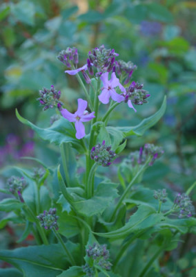 Hesperis_matronalis_0010__65499.jpg