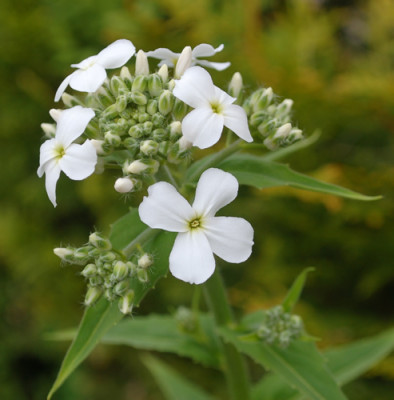 Hesperis_matronalis_alba_0010__65369.jpg
