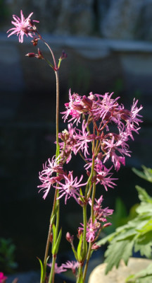 Lychnis_flos-cuculi_0010__65449.jpg
