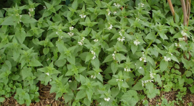 Lamium_alba_0010__65350.jpg