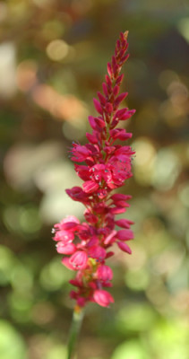 Persicaria_amplexicaulis_Firetail_0010__65495.jpg