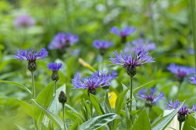Centaurea-montana-Mai2310.jpg