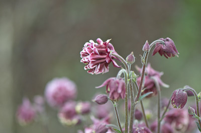 Aquilegia-weiss-nicht-was-Mai2310.jpg