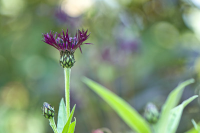 Centaurea-montana-Jordy-Mai2310.jpg