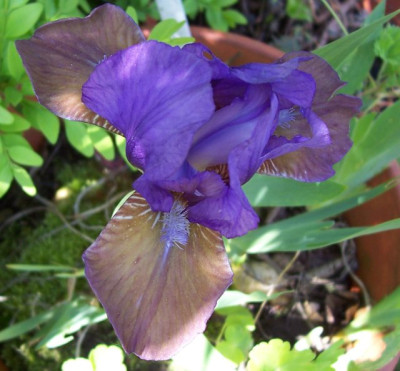Mai_10._006_Plum_Lucky.jpg