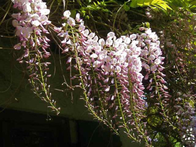 Wisteria_Hon_Beni2_IMG_5636.JPG