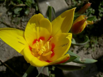 Tulpe1.JPG