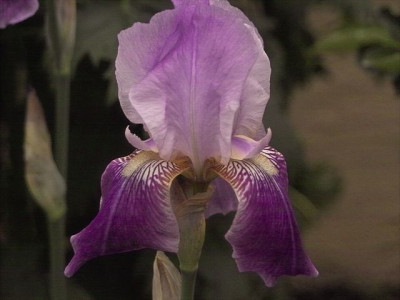 k-Xyphos_5.jpg