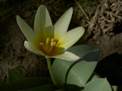 Tulpe2.JPG