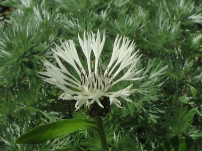 comp_C._montana_alba_23_Mai_2010_013.jpg