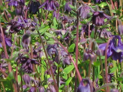 comp_A._23_Mai_2010_007.jpg