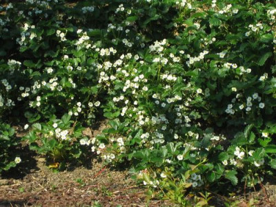 comp_Erdbeerblute23_Mai_2010_011.jpg