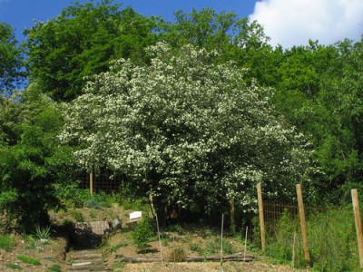 comp_Weisdorn23_Mai_2010_009.jpg
