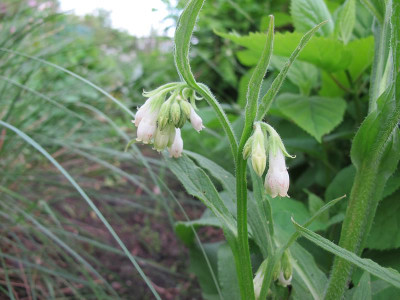 officinale_alba.jpg